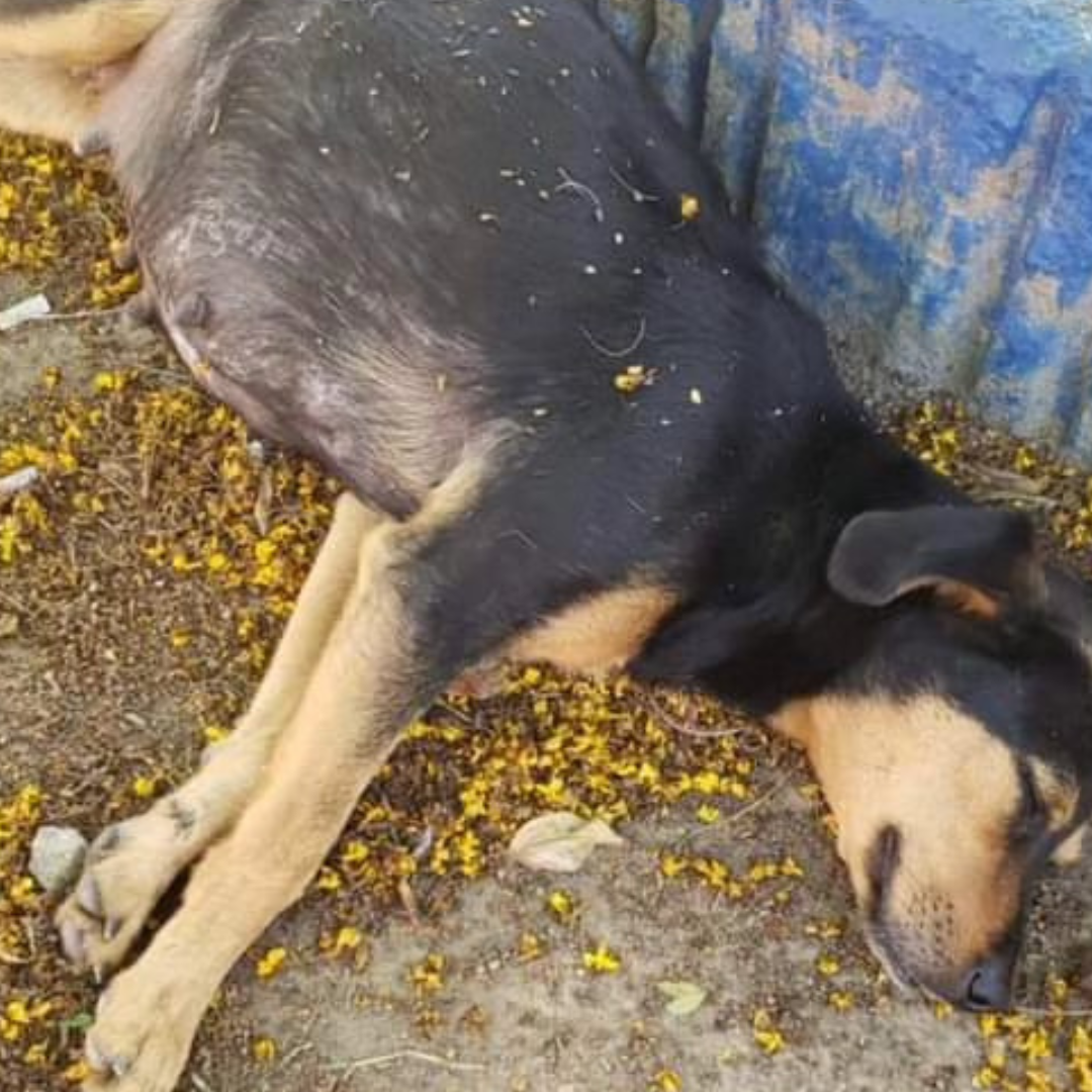 Luna antes do resgate